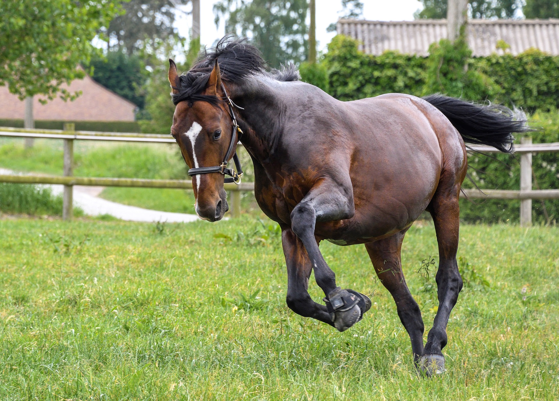 temperamento del cavallo