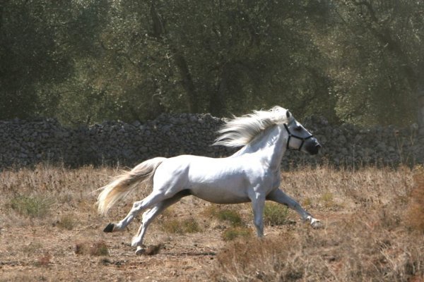 il cavallo bianco simbologia