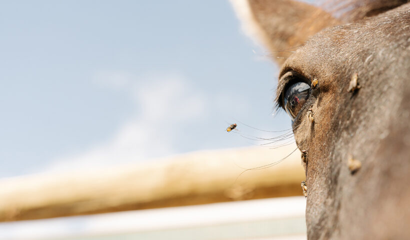 repellenti per insetti