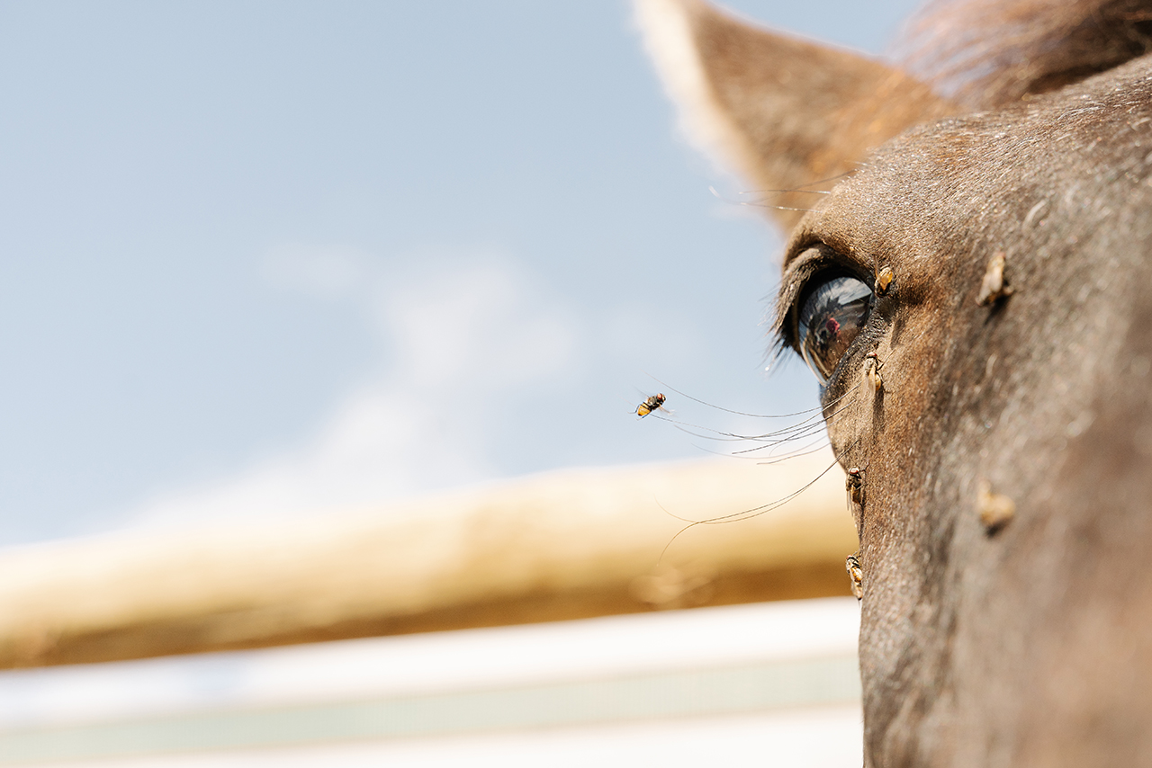 repellenti per insetti