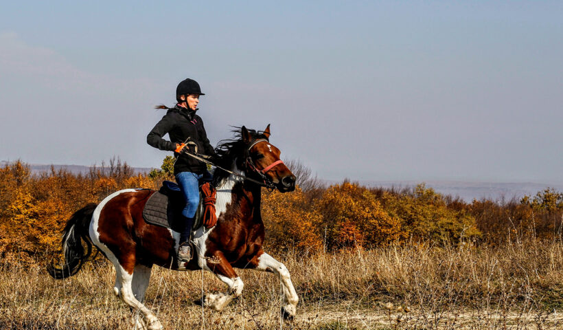 alimentazione del cavallo eccitabile