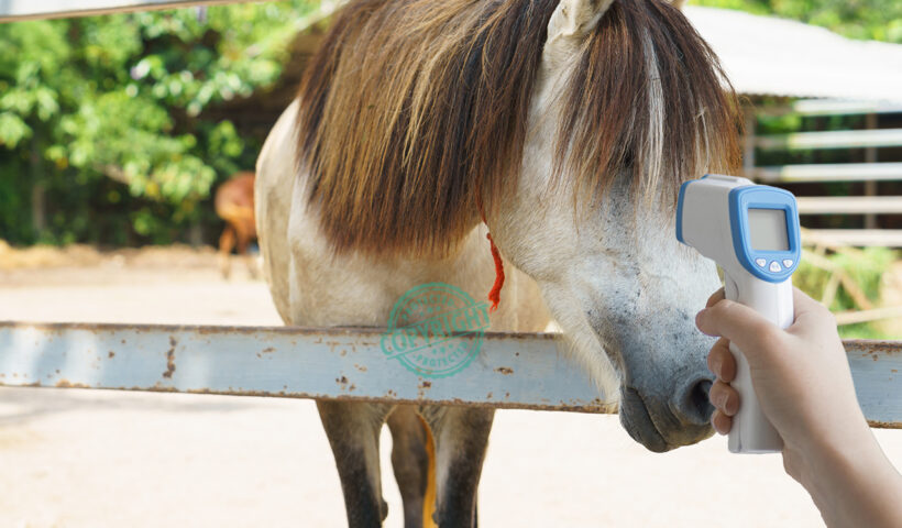 misurare la teperatura del cavallo