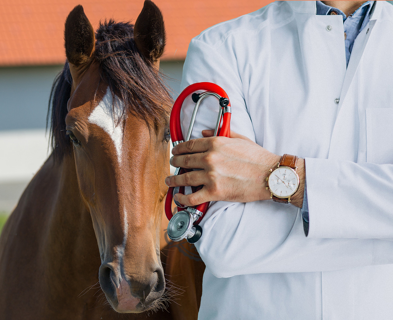 visita compravendita cavallo