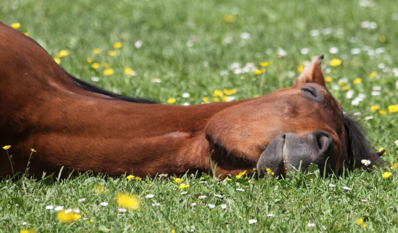 letargia nel cavallo