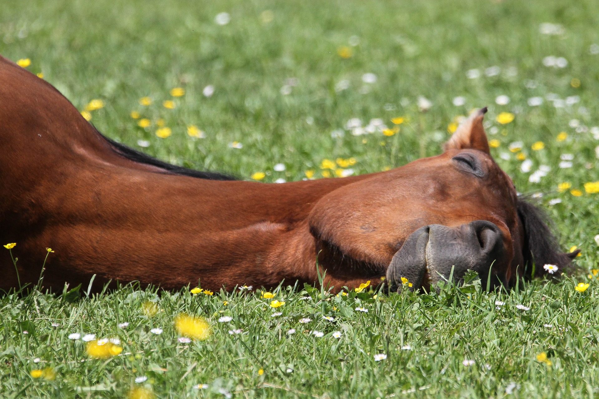 letargia nel cavallo