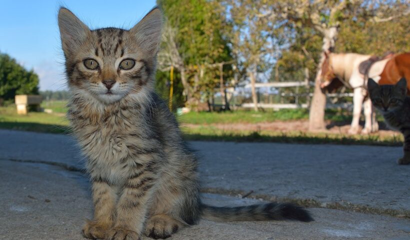 adottare un gatto da scuderia