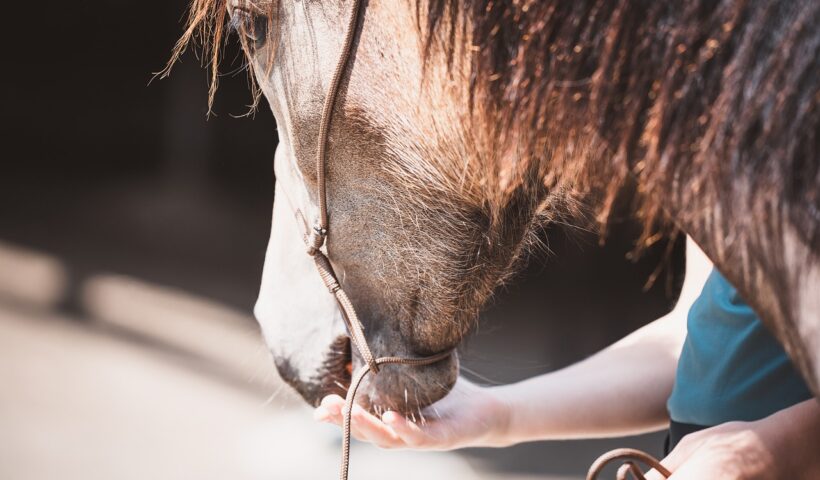 valutare comportamento del cavallo