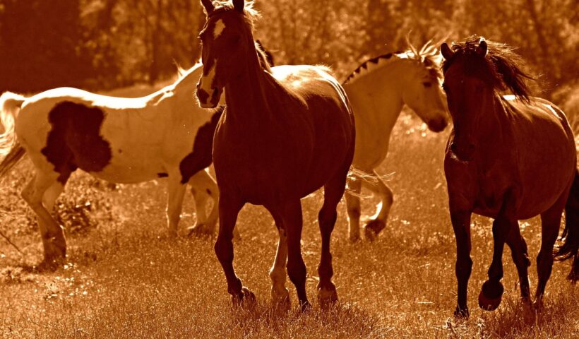 equitazione naturale