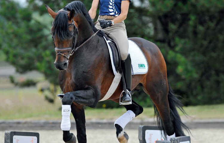 tecnica equestre Ingrid Klimke cavalletti